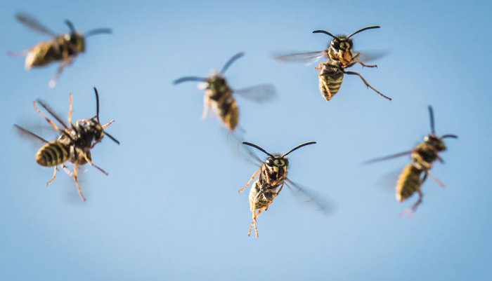 Un grupo de avispas volando